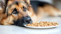 German Shepherd dog with sad pleading eyes looking at plate of dry kibble food on table, close-up portrait showing emotional expression and anticipation.