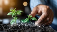 African American farmer's hand tending to young seedlings growing in rich soil, captured in dramatic lighting with bokeh effect, representing growth and sustainable agriculture.