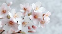 Delicate pink cherry blossoms with soft petals and golden stamens blooming on branch against blurred background for spring seasonal designs.