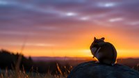 Chipmunk silhouette sitting on rock during golden hour sunset with dramatic purple and orange sky creating peaceful wildlife moment in nature.