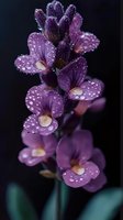 Purple lavender flowers with morning dew drops on petals against dark background. Fresh aromatic herb plant with water droplets for spa and wellness concepts.