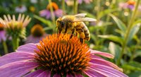 Honeybee collecting nectar and pollen from purple coneflower echinacea bloom in summer garden. Pollinator insect on wildflower for nature conservation concepts.