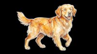 Golden retriever dog in watercolor style, isolated on transparent background, ready for stickers, t-shirt design, print on demand, clipart, and sublimation projects.