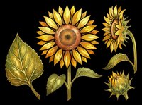 Sunflower clipart set with bloom, bud, side view, and leaf, isolated on transparent background. Ready for stickers, t-shirt design, and print on demand.