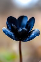 Dramatic close-up of a deep navy blue anemone flower with velvety textured petals against soft blurred background, creating mysterious and moody botanical art.