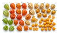 Ripe and unripe ground cherries and physalis fruits arranged on white background, isolated produce for culinary and nutritional content.