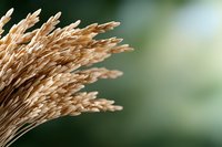 Golden wheat ears on blurred green natural background, close up view. Agricultural harvest concept with copy space for text or design.