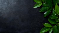 Fresh green magnolia leaves border on dark textured background with copy space, natural botanical flat lay composition for luxury branding and design.