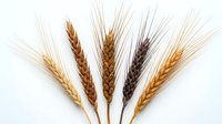 Five wheat ears of different varieties and colors isolated on white background, showcasing grain diversity for agriculture and food design.