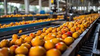 Fresh oranges on industrial sorting and packing line at fruit processing facility. Automated conveyor belt moves citrus fruits through quality control system.