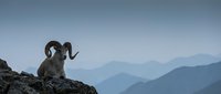 Bighorn sheep with curved horns standing on rocky mountain cliff against misty blue mountain ranges in wilderness landscape for outdoor adventure concepts.