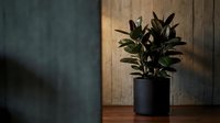 Rubber plant in black pot on wooden surface with dramatic lighting and shadows creating moody indoor atmosphere for home decor and interior design.
