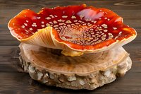 Vibrant red fly agaric mushroom with white spots displayed open on a wooden slice, showcasing its gills and cap texture on a rustic wood background.