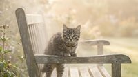 Tabby cat sitting on wooden garden chair outdoors with blurred bokeh background, suitable for pet, nature and lifestyle design projects.
