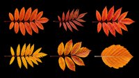Autumn fern and leaf branches in red, orange, and yellow tones, isolated on transparent background. Ready for t-shirt designs, clipart, stickers, sublimation, and print-on-demand projects.
