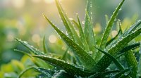 Fresh aloe vera plant with water drops on thick green leaves against blurred natural bokeh background, morning dew creates sparkling effect in sunlight.