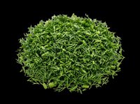 Fresh green grass clippings pile isolated on transparent background, ready for design use on t-shirts, clipart, stickers, print-on-demand products, and sublimation projects.