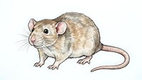 Cute chinchilla rodent with fluffy fur, pink ears and tail, isolated on white background for design, clipart, and educational use.