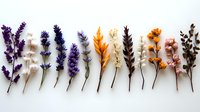 Dried flower collection arranged in row on white background featuring lavender, wheat, eucalyptus and wildflowers for natural decor and craft projects.