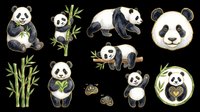 Panda bear collection with bamboo plants and leaves isolated on transparent background, ready for t-shirt design, clipart, stickers, sublimation and print-on-demand projects.