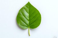 Fresh green heart-shaped leaf with visible veins and texture isolated on white background, suitable for nature-themed designs and environmental concepts.
