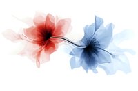 Delicate translucent flowers in red and blue watercolor style on white background, artistic floral design for modern decor and creative projects.