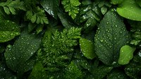 Fresh green leaves and ferns with water drops after rain create natural pattern. Wet foliage background with dew drops on dark emerald plants in garden.