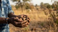 Farmer holding freshly harvested peanuts in hands over agricultural field during harvest season for farming and agriculture industry use.