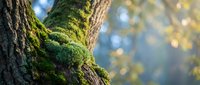 Vibrant green moss growing on textured tree bark in sunlit forest with soft bokeh background creating peaceful natural atmosphere for wellness content.