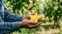 Farmer holding fresh yellow star fruit in hand against blurred green orchard background, showcasing harvest and agricultural produce for farming and food industry use.
