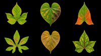 Autumn and spring leaf collection isolated on transparent background, ready for clipart, t-shirt design, stickers, sublimation, and print-on-demand projects.