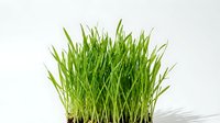 Isolated fresh green grass blades on white background, ready for design projects, web graphics, and marketing materials.