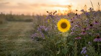 Bright sunflower stands tall among wildflowers in a meadow at golden sunset, warm light glowing across the field in summer.