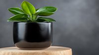 Green peperomia plant with glossy leaves in modern black ceramic pot on wooden surface against dark background, minimalist home decor styling.