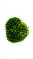Vibrant green moss ball isolated on white background, ready for design use in botanical, nature, and eco-friendly projects for web and print.