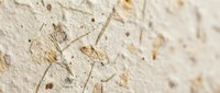 Ancient fossil insect preserved in limestone sedimentary rock formation showing detailed prehistoric specimen for paleontology and geological research studies.