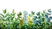 Fresh green garden border with watercolor foliage, herbs and wildflowers creates natural bottom frame on white background, suitable for botanical design.