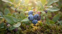 Fresh wild blueberries ripening on bush with green leaves in natural forest setting, organic superfood harvest ready for picking and healthy eating.