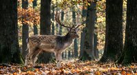 Spotted deer stag with antlers standing in autumn forest among fallen leaves and tree trunks during golden hour light for wildlife and nature photography.