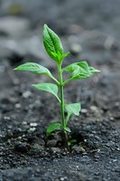 Young green seedling emerging from dark soil with vibrant leaves reaching upward, symbolizing growth, new beginnings, and environmental sustainability.