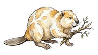 Beaver with brown and white fur holding a branch in its mouth, isolated on white background, suitable for educational materials, children's books, and design projects.