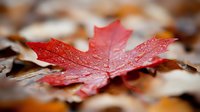 Vibrant red maple leaf with water droplets resting on brown autumn foliage background, shallow depth of field creates dreamy natural bokeh effect.