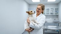 Female veterinarian in white coat holding small dog in modern clinic examination room for pet healthcare and medical treatment services.