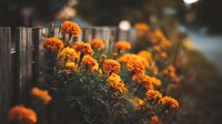 Vibrant orange marigold flowers blooming along rustic wooden fence in garden setting with soft bokeh background, creating warm autumn atmosphere.