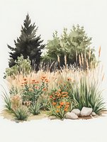 Watercolor garden landscape with evergreen trees, ornamental grasses, orange wildflowers and decorative stones on white background, botanical art composition.