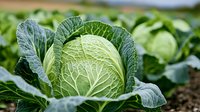 Fresh green cabbage head growing in vegetable garden, closeup view showing detailed texture of leaves and natural organic produce in farm field.