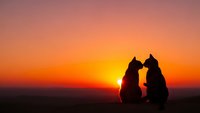 Two dogs sitting together watching romantic sunset with orange and pink sky colors creating silhouette scene for pet love and friendship concepts.