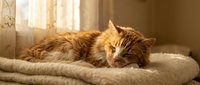 Fluffy ginger cat sleeping peacefully on a soft blanket in warm sunlight near a window, cozy home atmosphere.