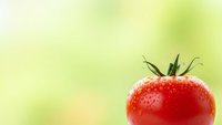 Fresh red tomato with water droplets on soft green blurred background for healthy eating and organic food concepts.