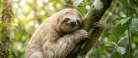 Adorable three-toed sloth hanging peacefully on tree branch in lush tropical rainforest with soft sunlight filtering through green foliage canopy.